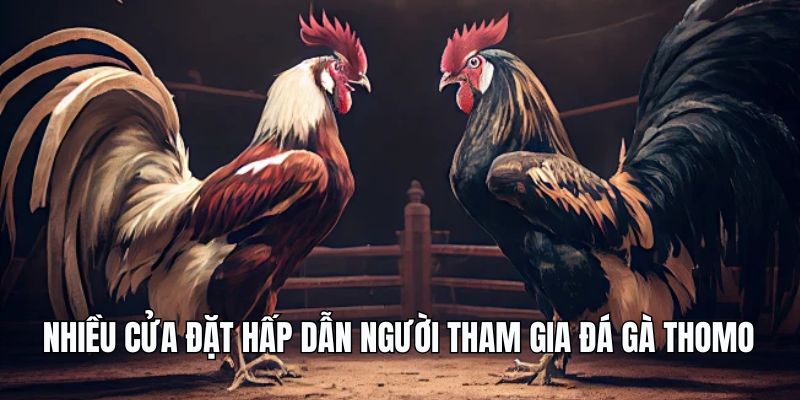 Nhiều cửa đặt hấp dẫn người tham gia