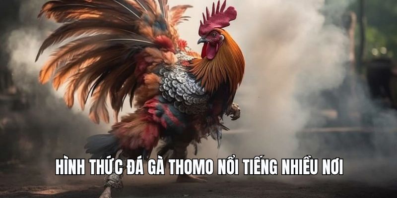 Hình thức đá gà Thomo nổi tiếng nhiều nơi